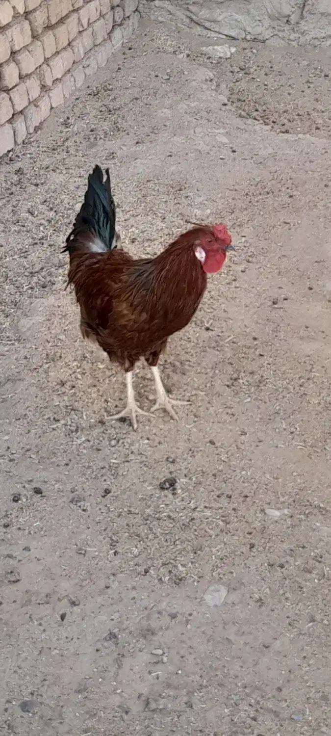 خروس|حیوانات مزرعه|ملایر, |دیوار