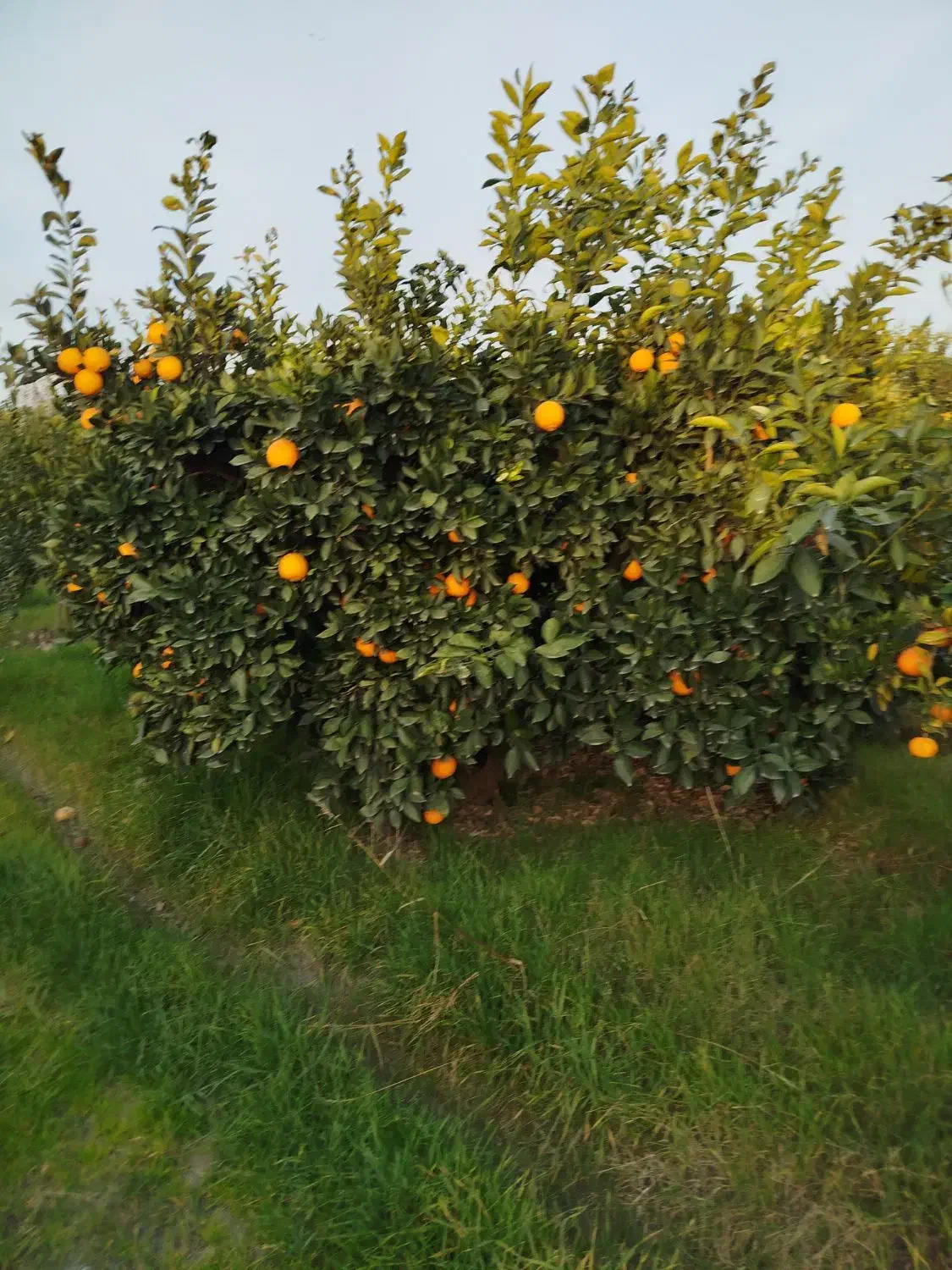 پرتقال|عمده‌فروشی|بندر گز, |دیوار