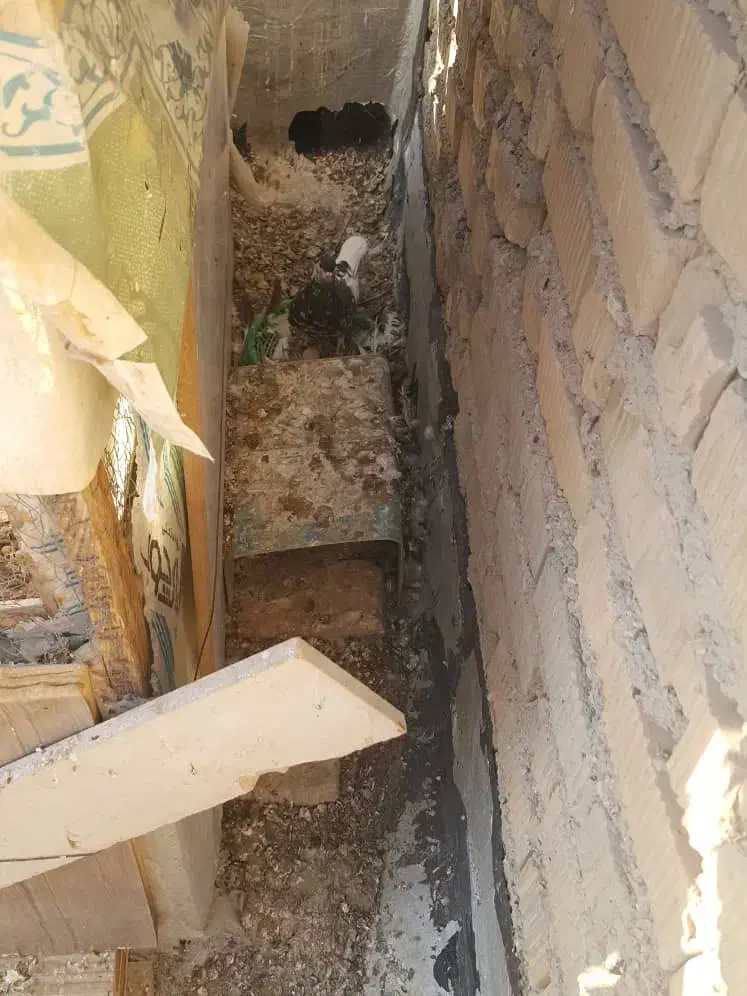 کبوتر|پرنده|شیراز, چشمه سید صفری|دیوار