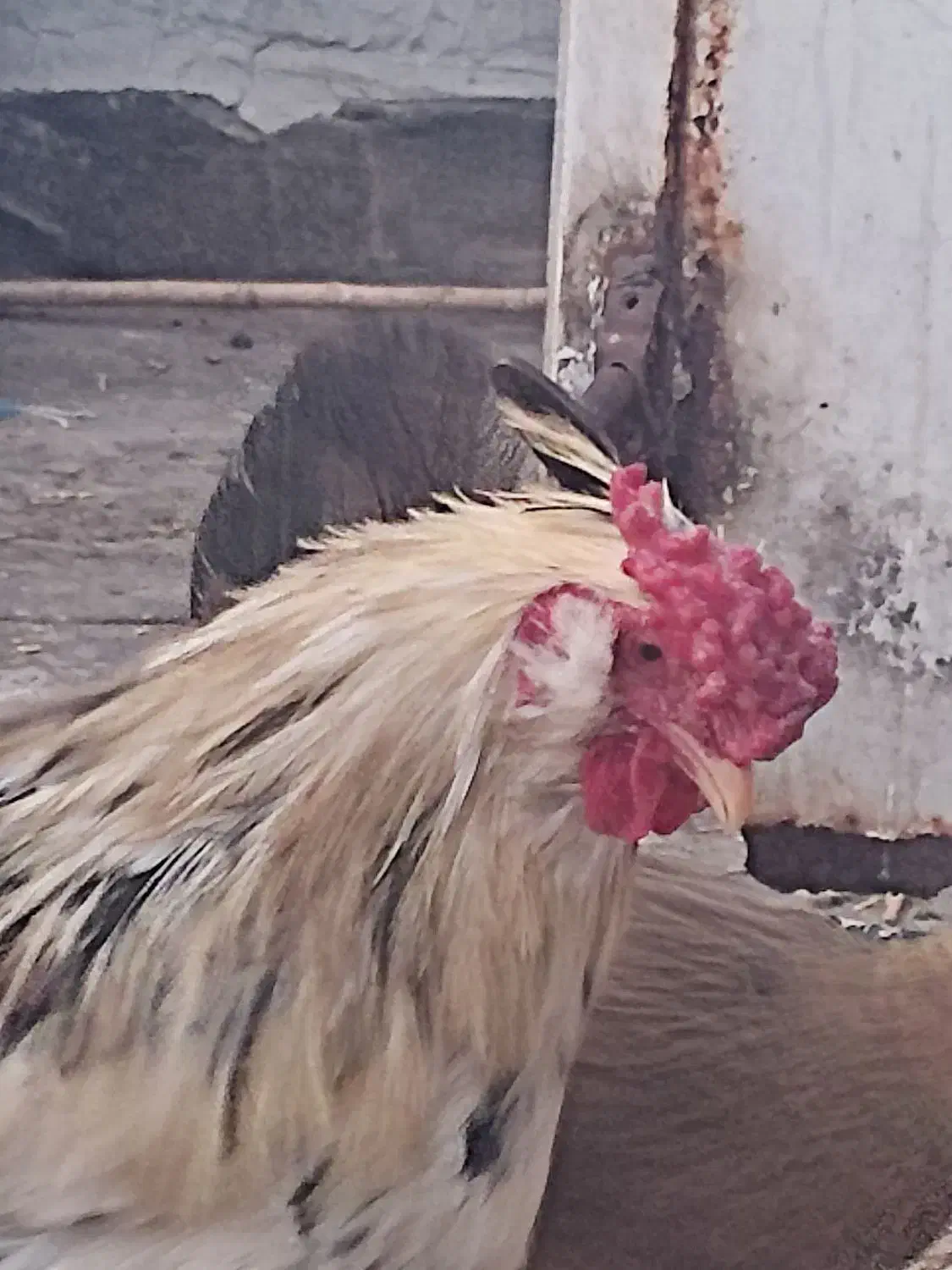 پرنده گلین|حیوانات مزرعه|قم, نیروگاه|دیوار