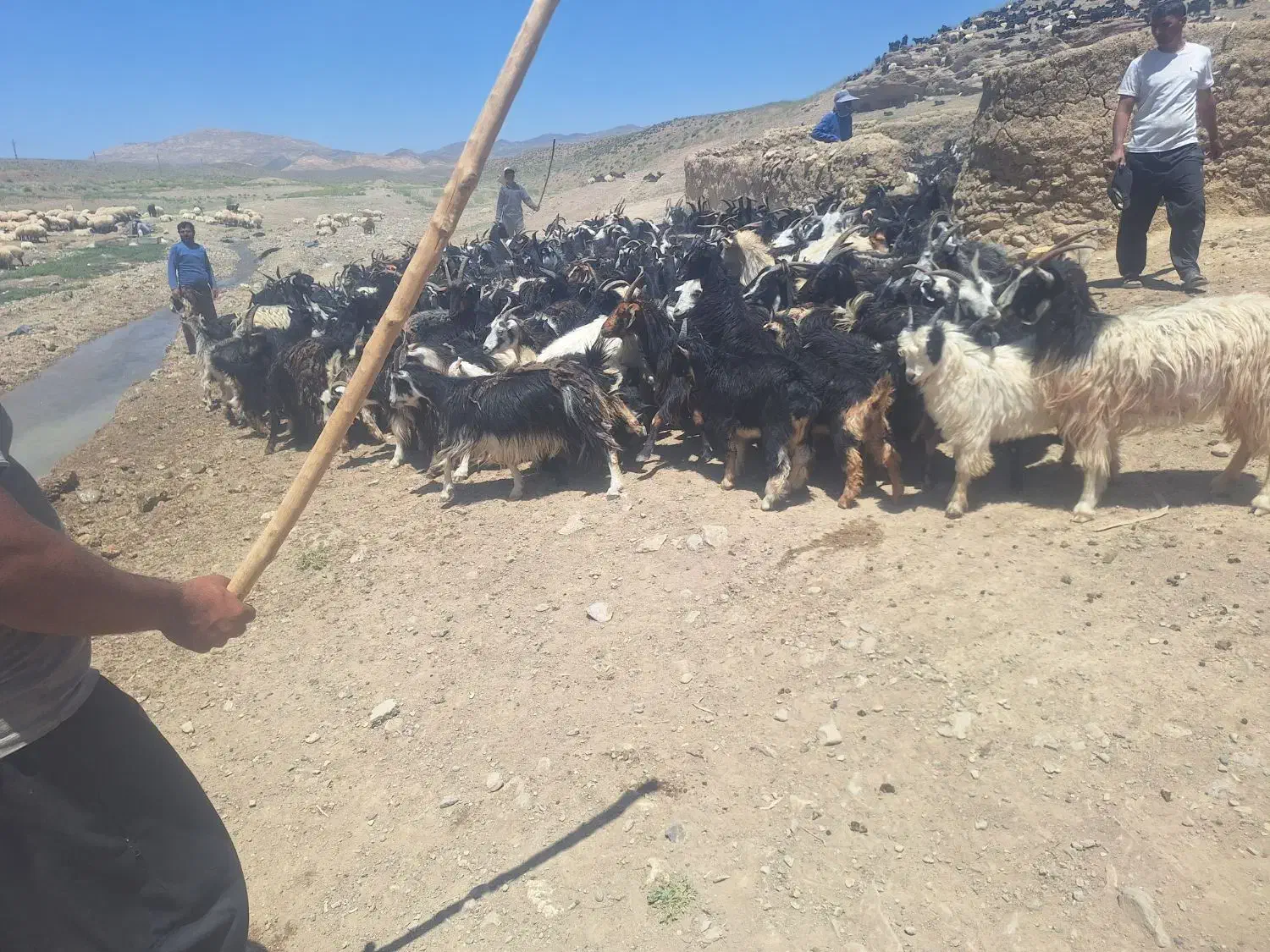 فروش ۵۰۰عدد بزغاله نر|حیوانات مزرعه|اصفهان, باغ فدک|دیوار