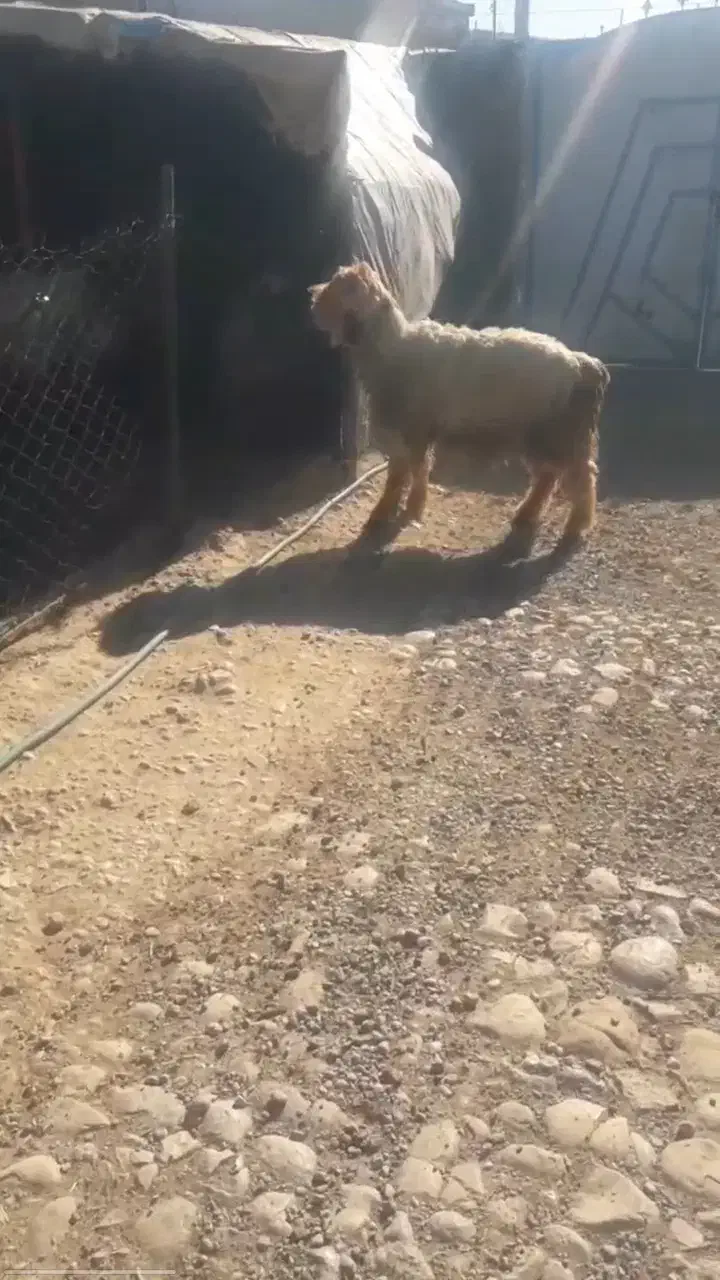 معاوضه نرمیش با میش یا بز|حیوانات مزرعه|اندیکا, |دیوار