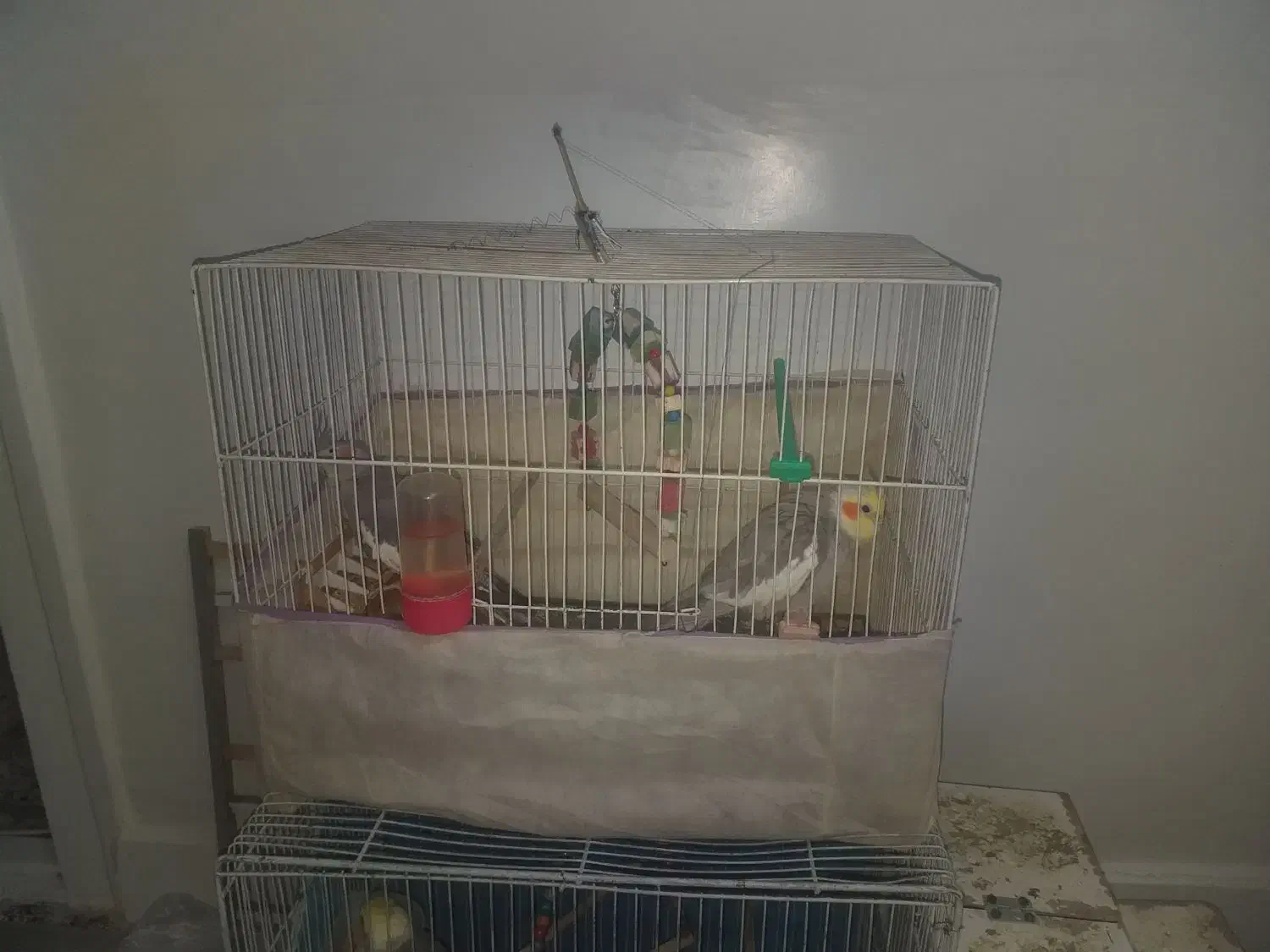 جفت عروس هلندی اهویی مفت|پرنده|تربتحیدریه, کاشانی|دیوار