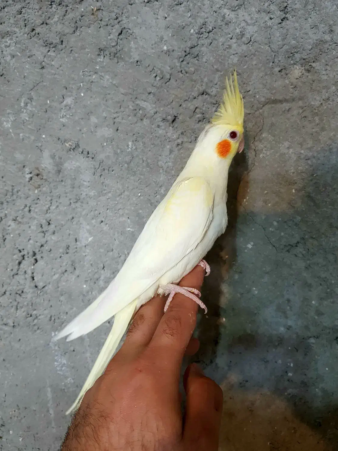 جوجه عروس هلندی لوتینو|پرنده|اسفرورین, |دیوار