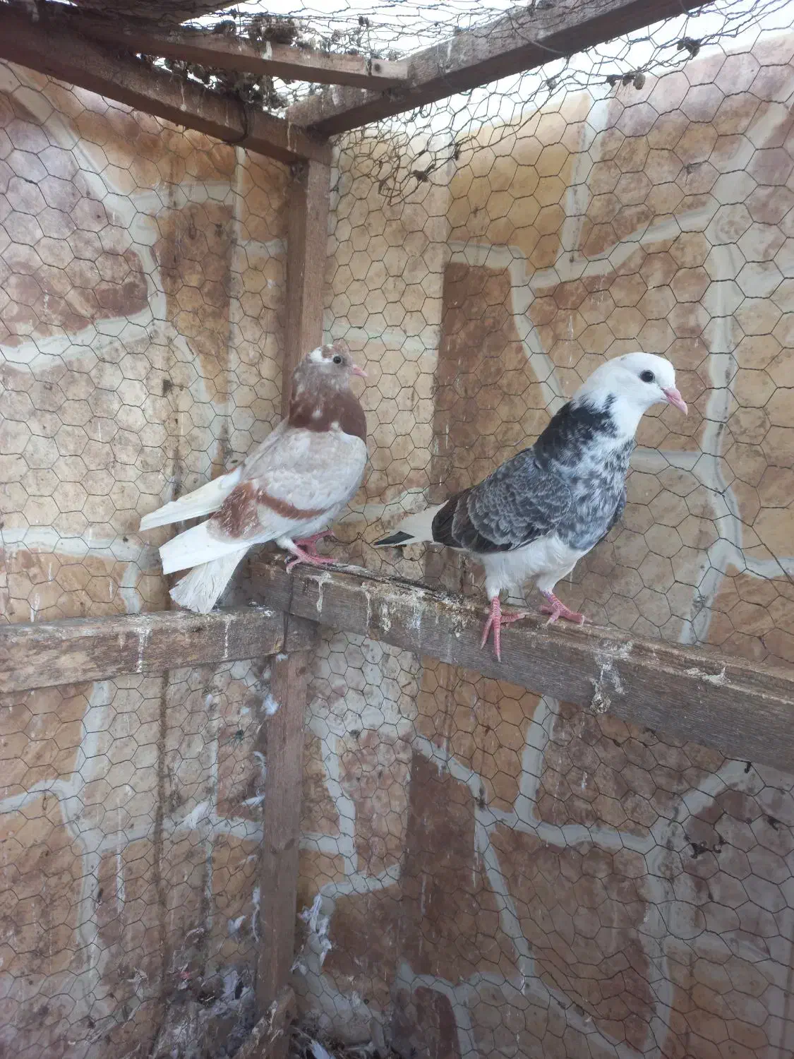 کبوتر پرشی|پرنده|بابل, |دیوار