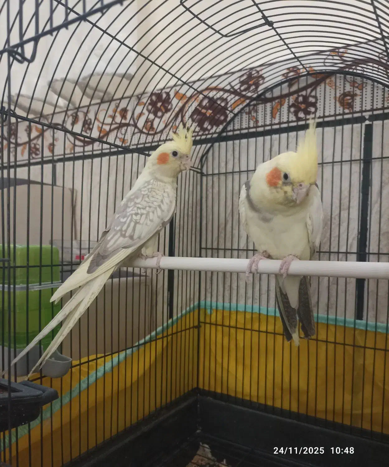 عروس هلندی|پرنده|ایلام, |دیوار