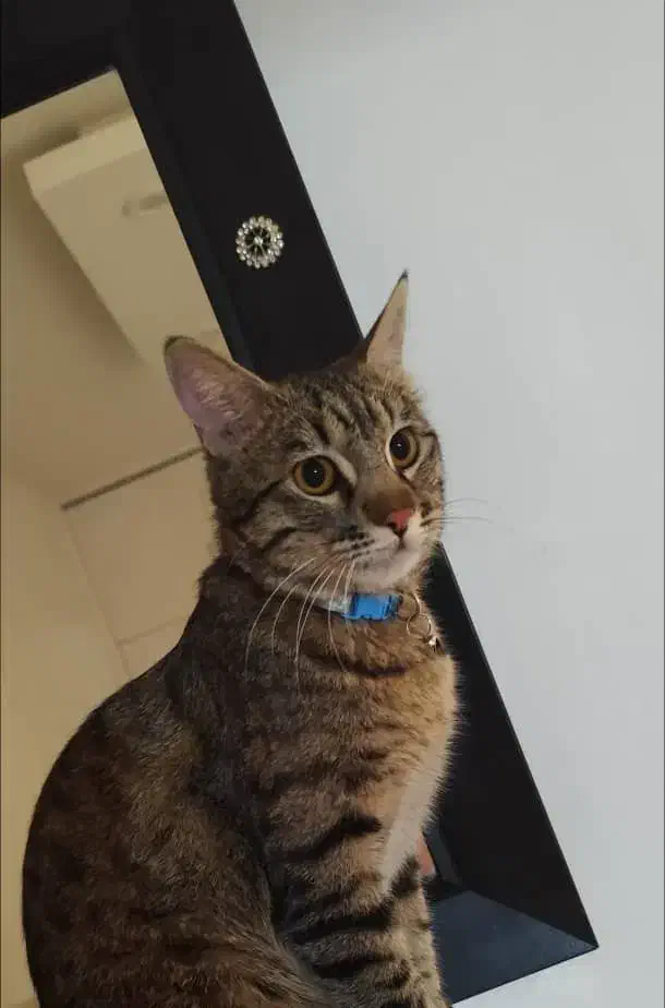 بچه گربه گمشده|حیوانات|شهریار, رزکان|دیوار