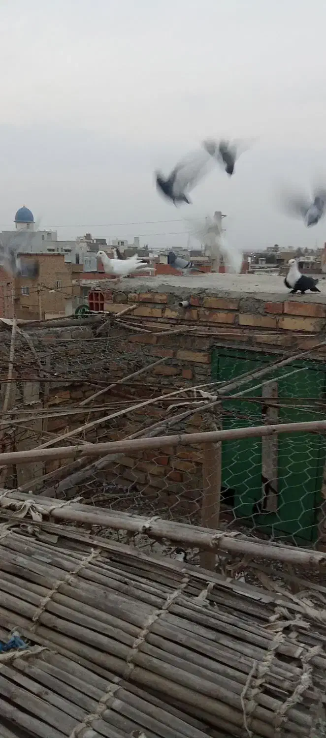 پرنده|پرنده|گنبد کاووس, |دیوار