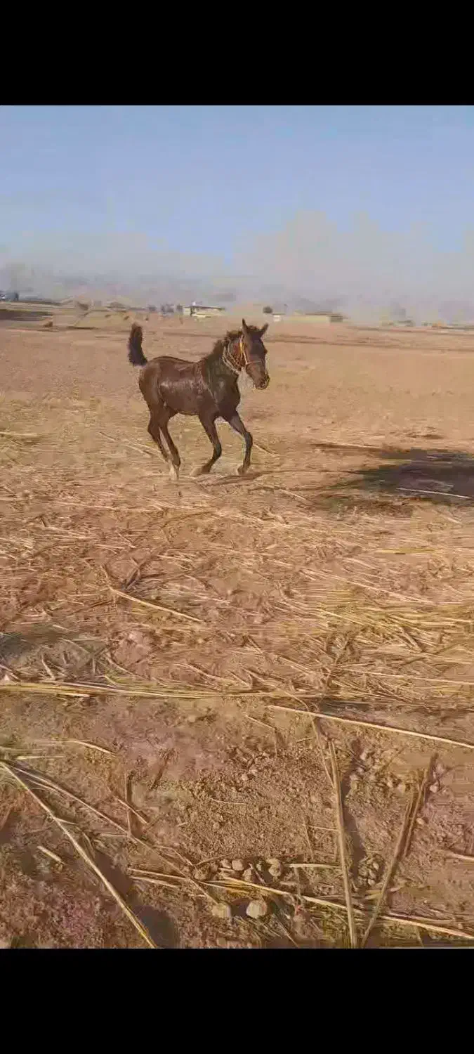 اسب|اسب و تجهیزات اسبسواری|گتوند, |دیوار