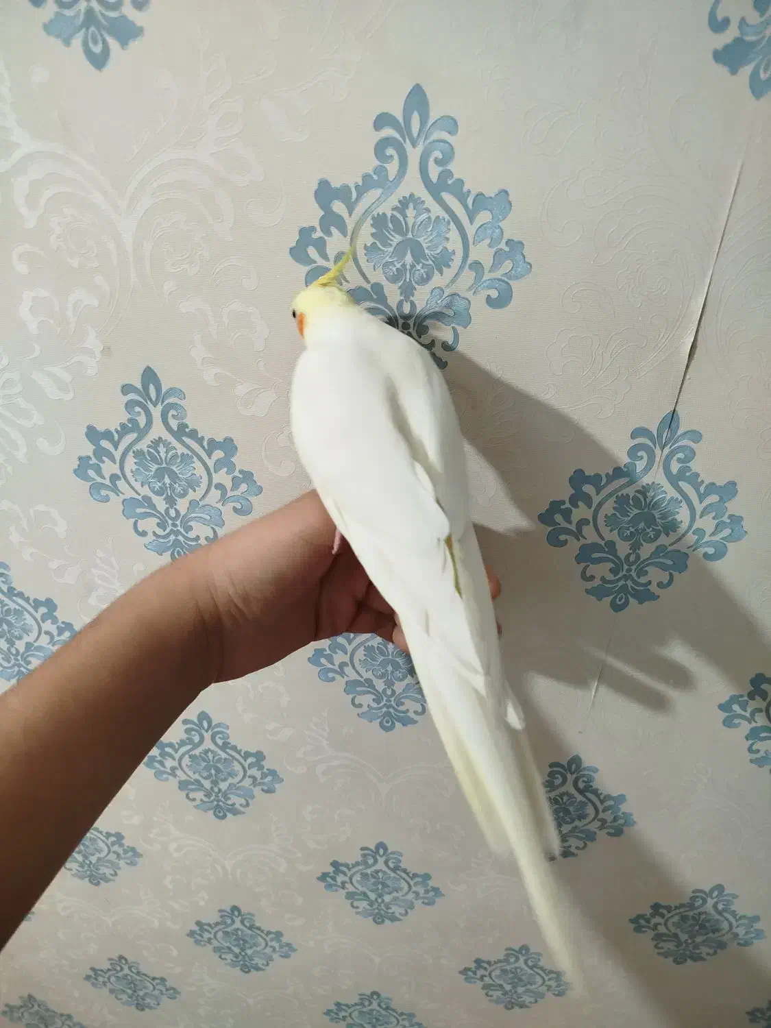 عروس هلندی نر لوتینو سخنگو|پرنده|فردیس, فردیس|دیوار