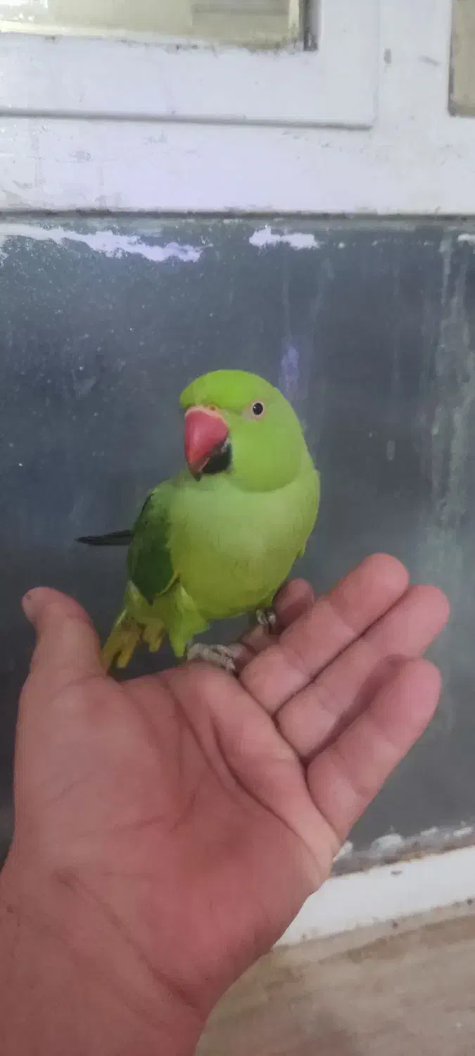 طوطی ملنگو|پرنده|برازجان, |دیوار