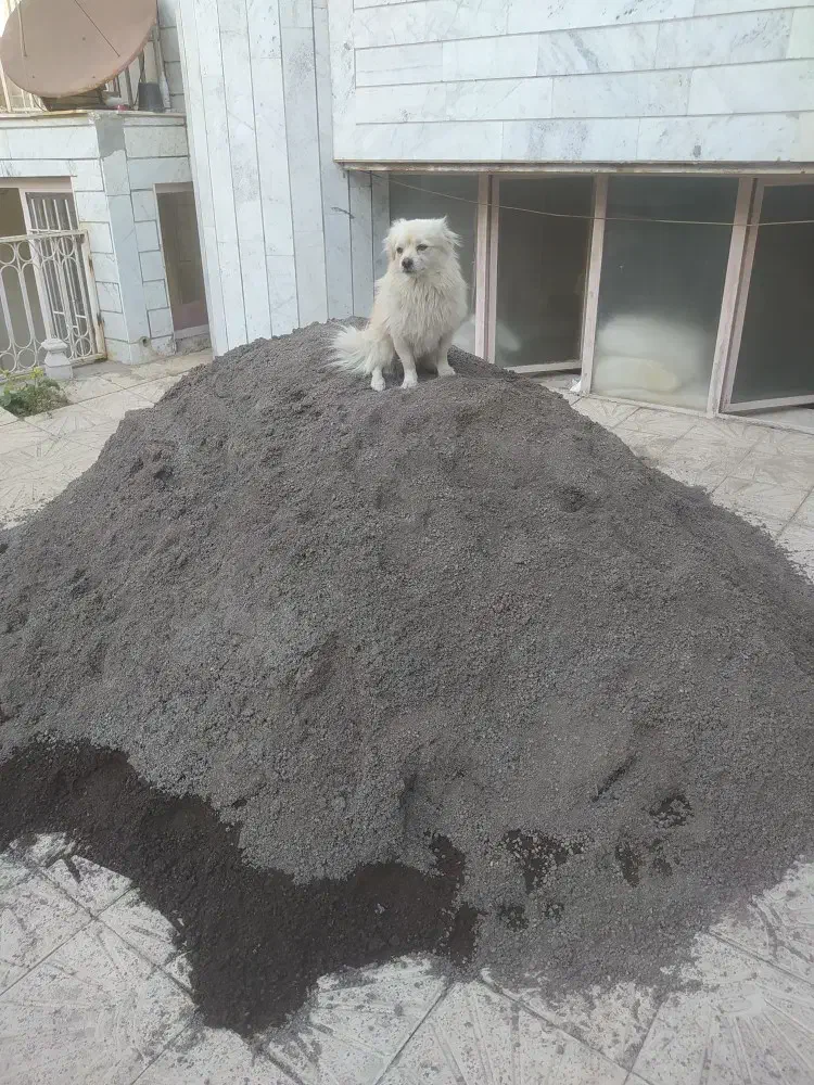 سگ پاکوتاه طرفای هنرستان گمشده|سگ|زنجان, |دیوار