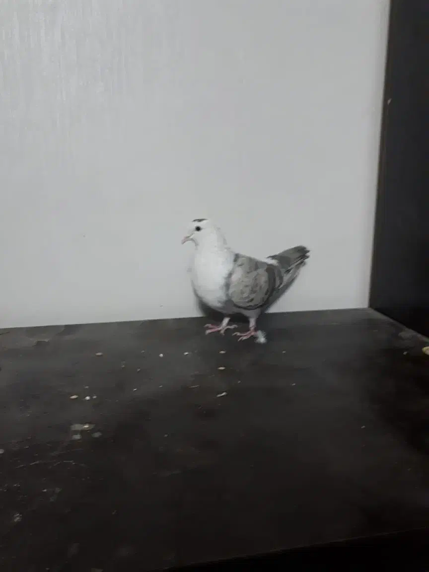 مخمل سوسنی ماده|پرنده|شیراز, آبیاری|دیوار