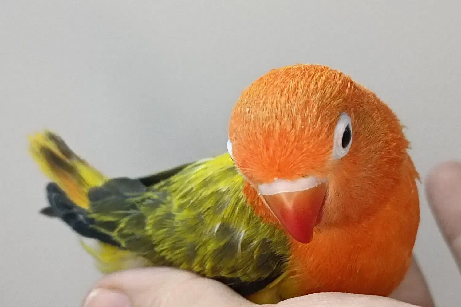 جوجه برزیلی|پرنده|ری, ملکآباد|دیوار