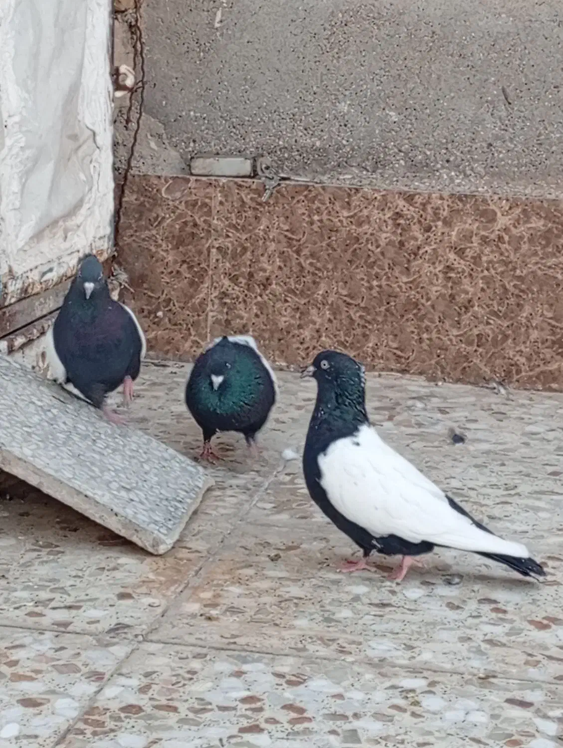 سینه سیاه|پرنده|اهواز, عین ۲|دیوار