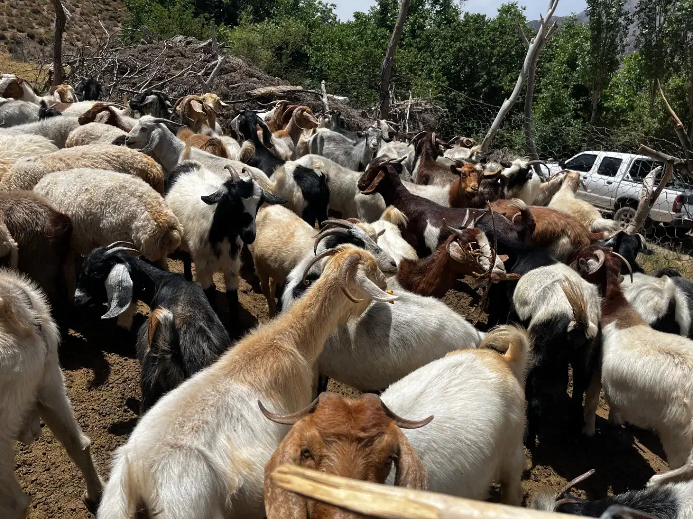 بز فروشی|حیوانات مزرعه|بم, |دیوار