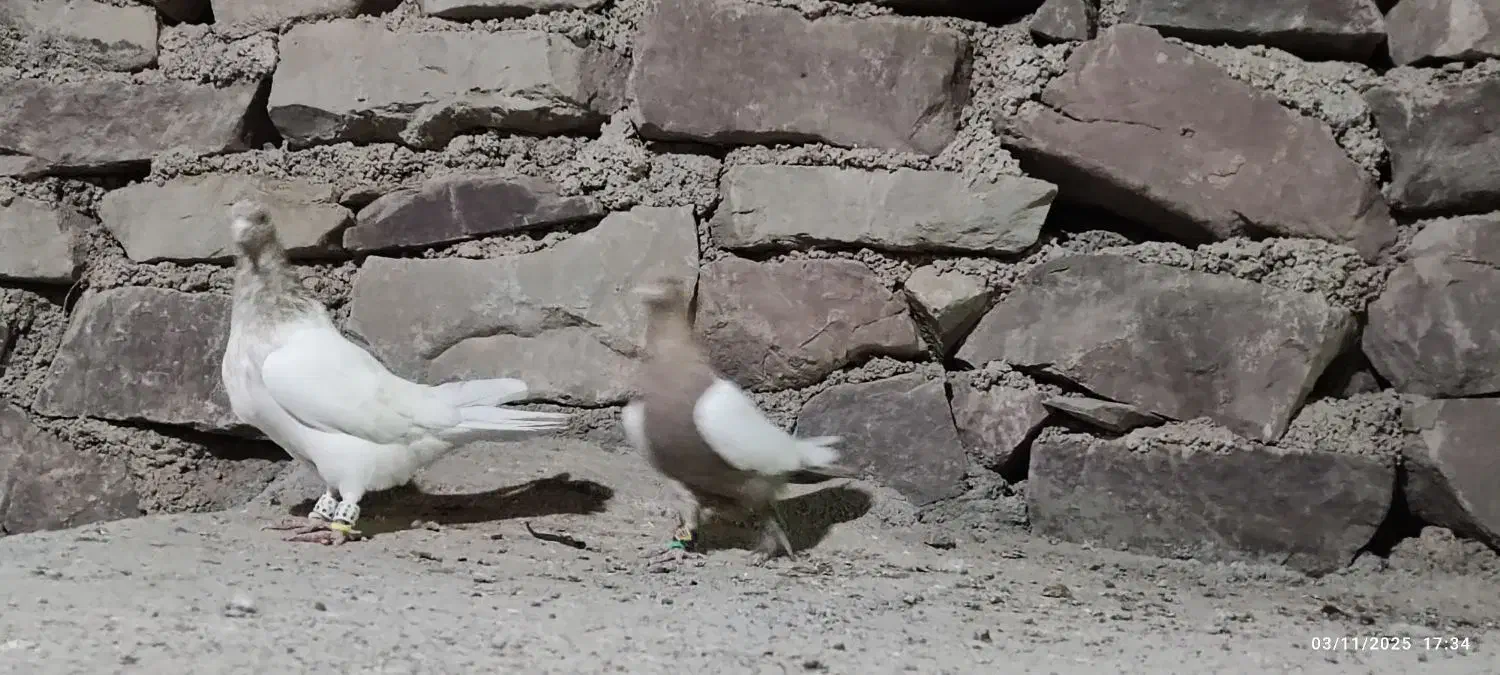 کله هفت رنگ و سینه زرد|پرنده|مشهد, میان ولایت|دیوار