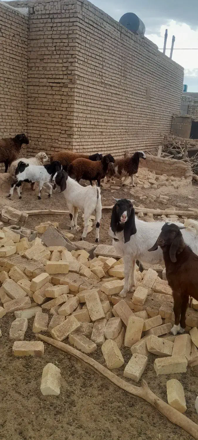 بره و بوزغاله|حیوانات مزرعه|جرقویه, |دیوار