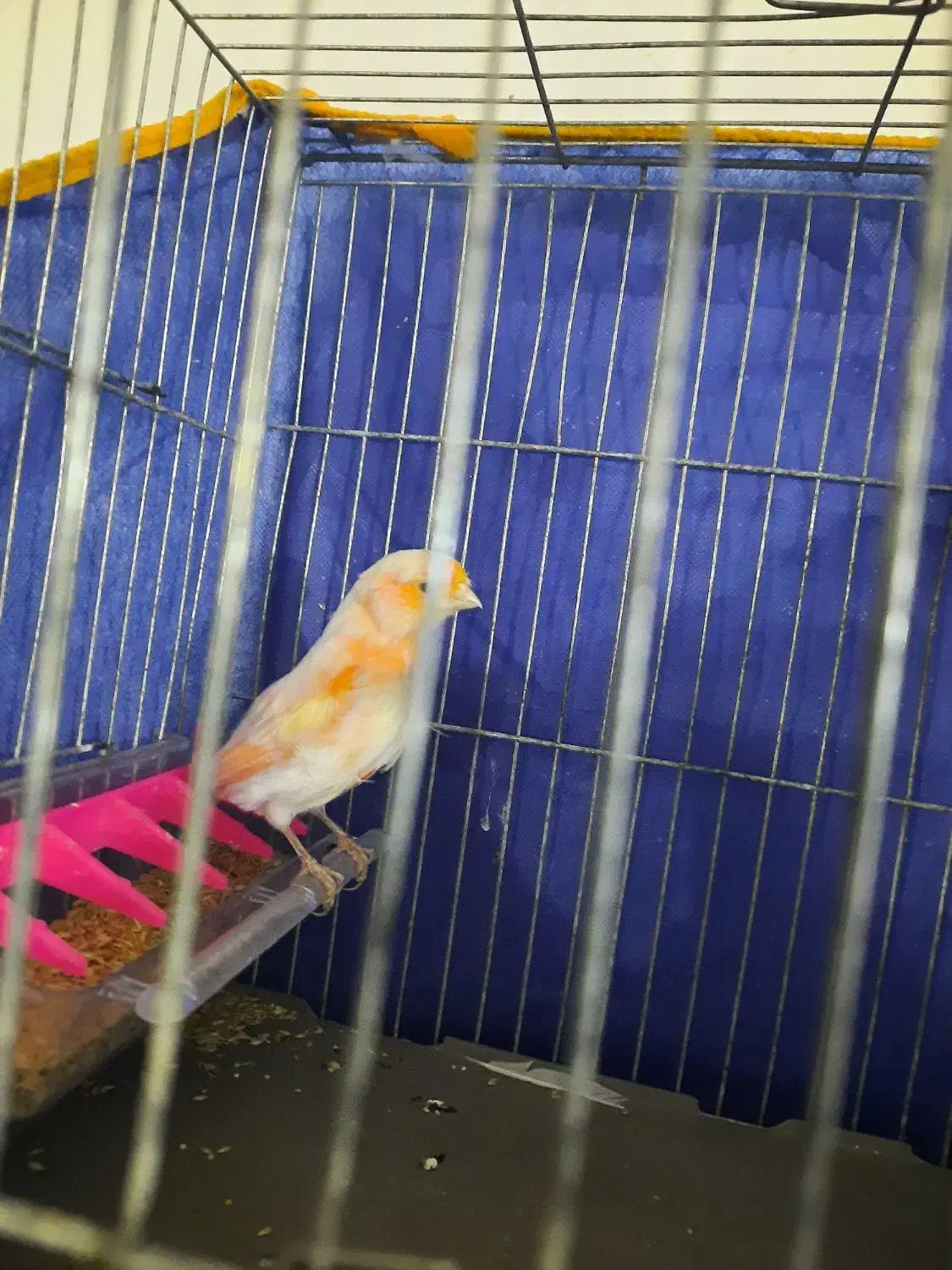 قناری فر|پرنده|بم, |دیوار