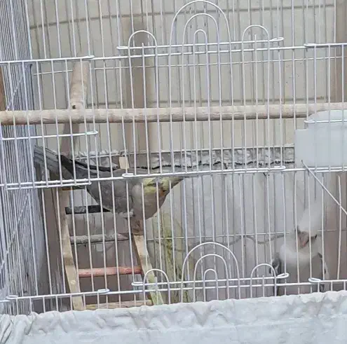 عروس هلندی مولد معاوضه|پرنده|خمینیشهر, |دیوار