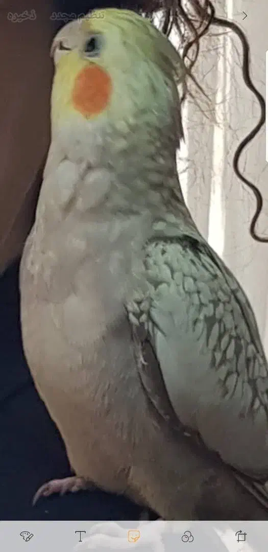 گم شده|حیوانات|کیش, |دیوار