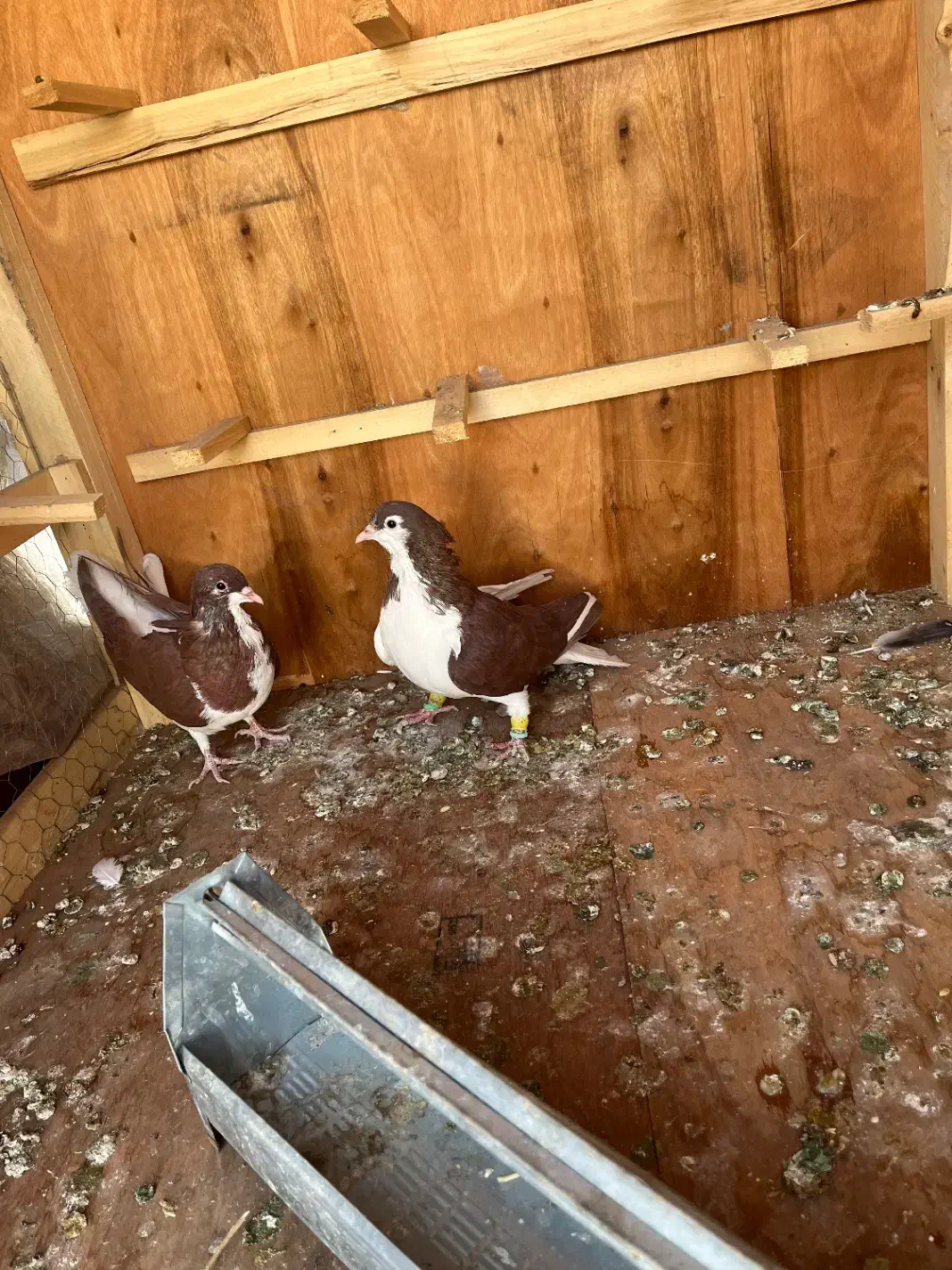 کفتر سیاهپوش|پرنده|صدرا-فارس, فاز ۱|دیوار