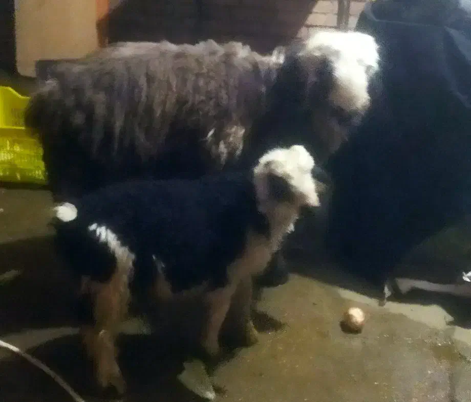 بره نر خمیر و چاق|حیوانات مزرعه|اندیمشک, |دیوار