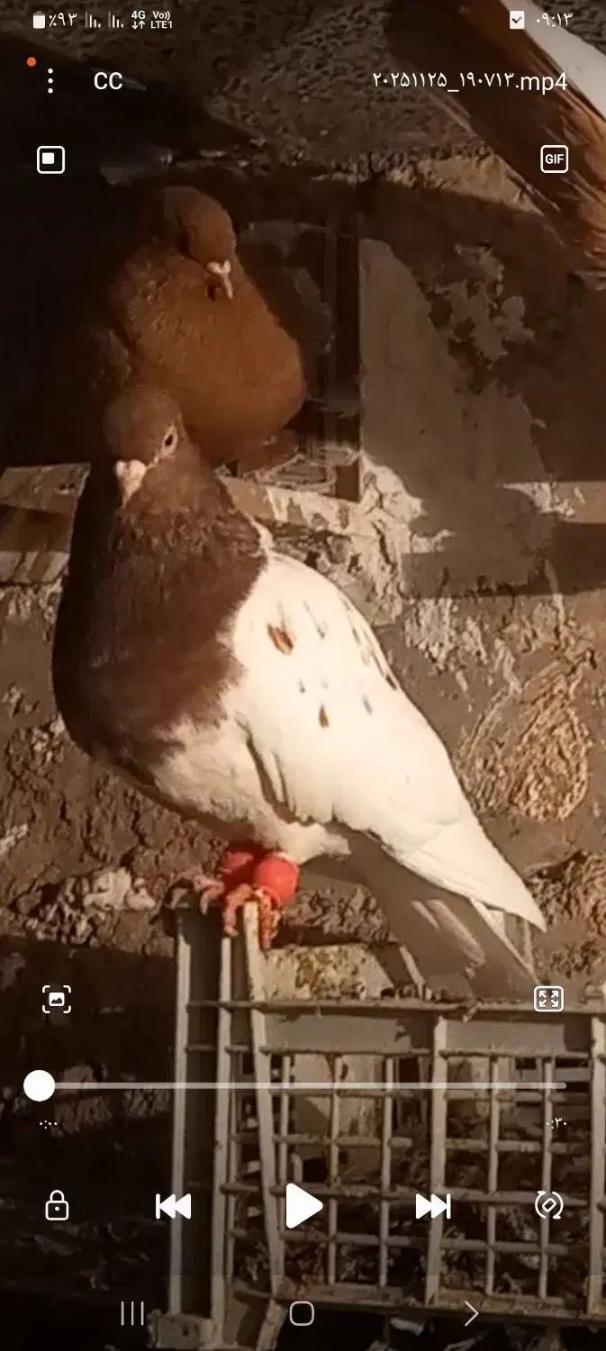 گم شده|حیوانات|سملقان, |دیوار