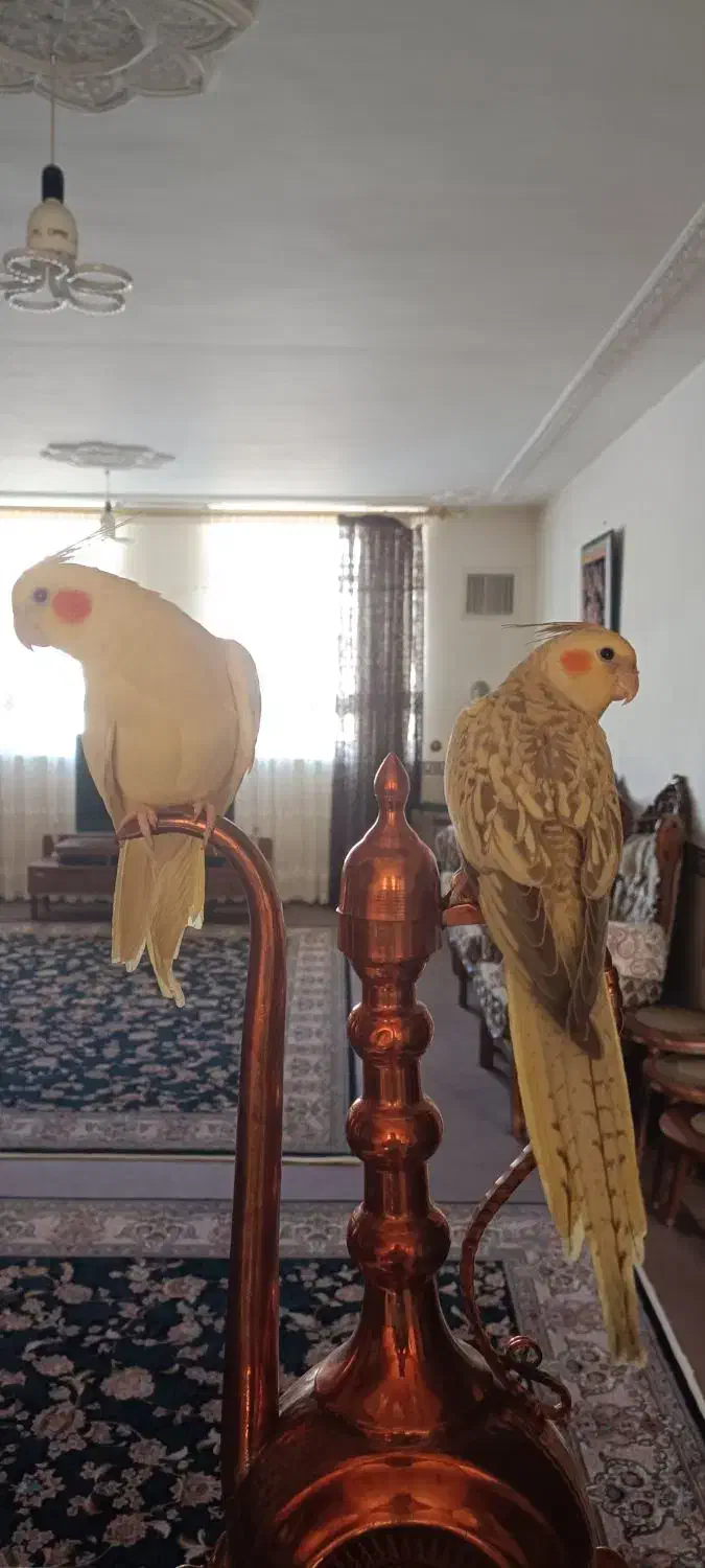 عروس هلندی جفت|پرنده|بیجار, |دیوار