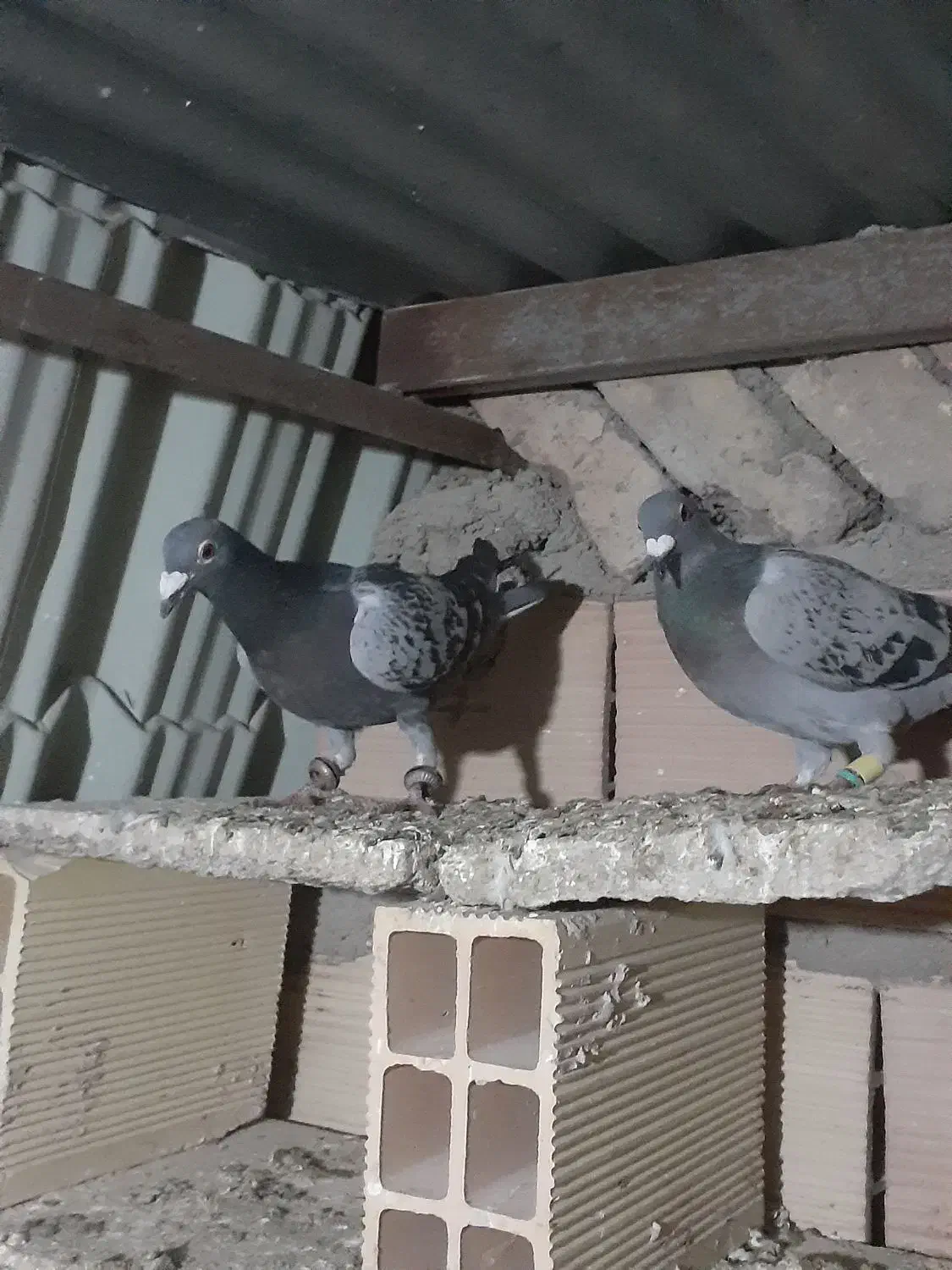 کفتر گرفتنی|پرنده|نیشابور, مازول|دیوار