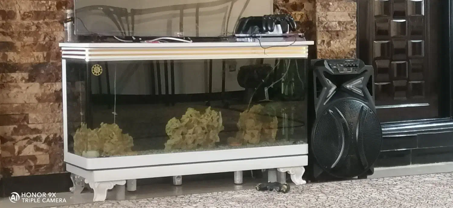 آکواریوم|ماهی|نورآباد, |دیوار