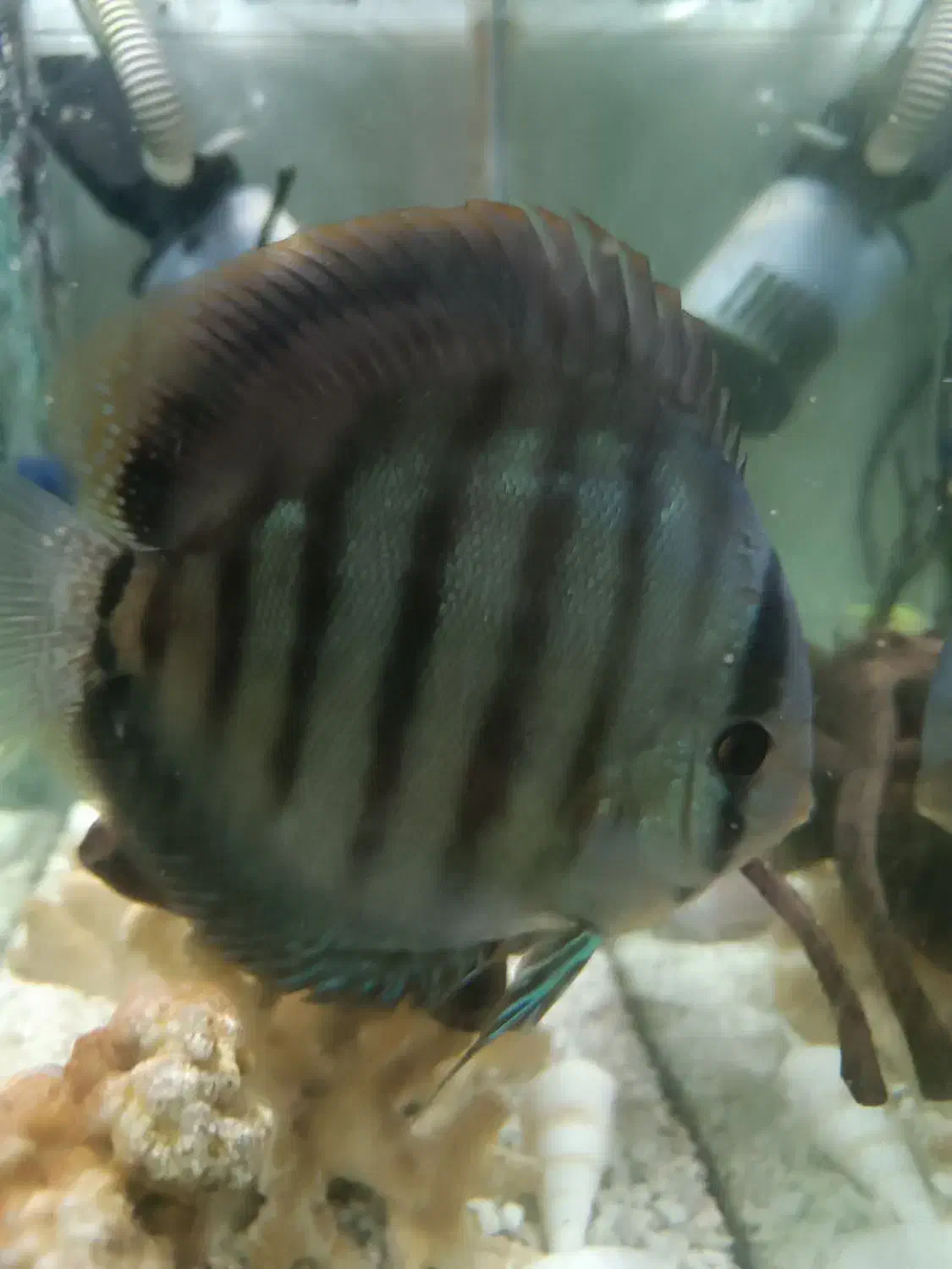 فروش ماهی دیسکس مولد|ماهی|مراغه, |دیوار