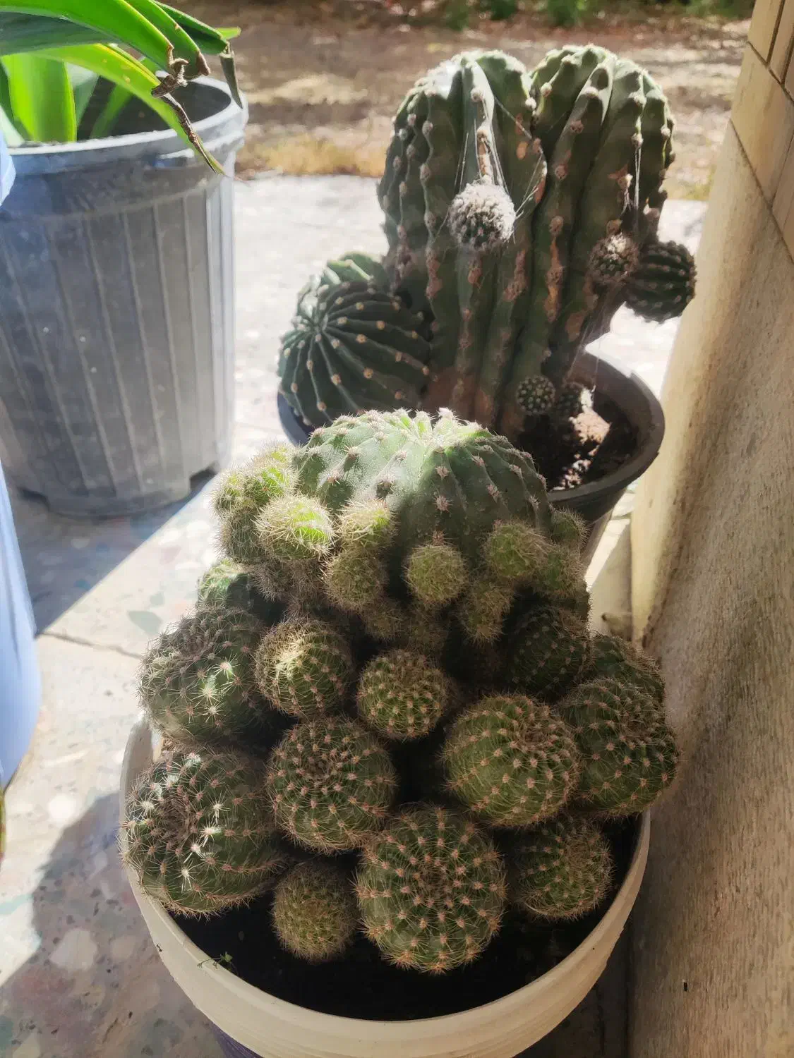 گل طبیعی خونگی|گل و گیاه طبیعی|یاسوج, |دیوار