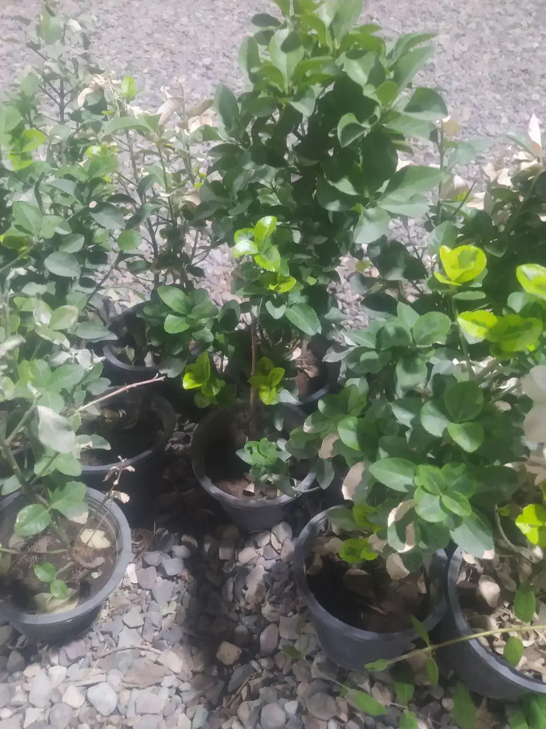 گلهای آپارتمانی|گل و گیاه طبیعی|پاکدشت, پاکدشت (مامازند)|دیوار