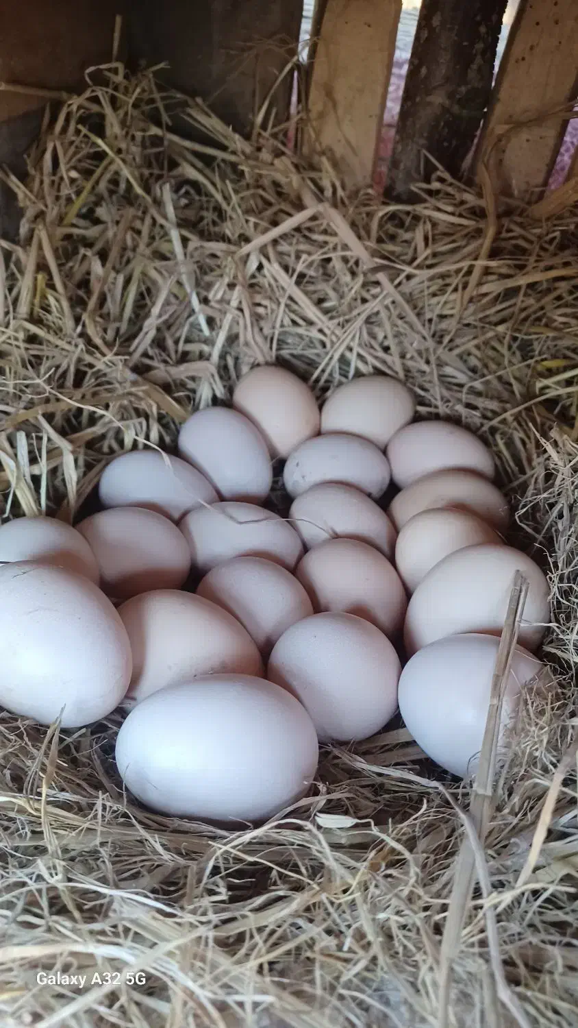 تخم لاری|حیوانات مزرعه|رشت, یخسازی|دیوار