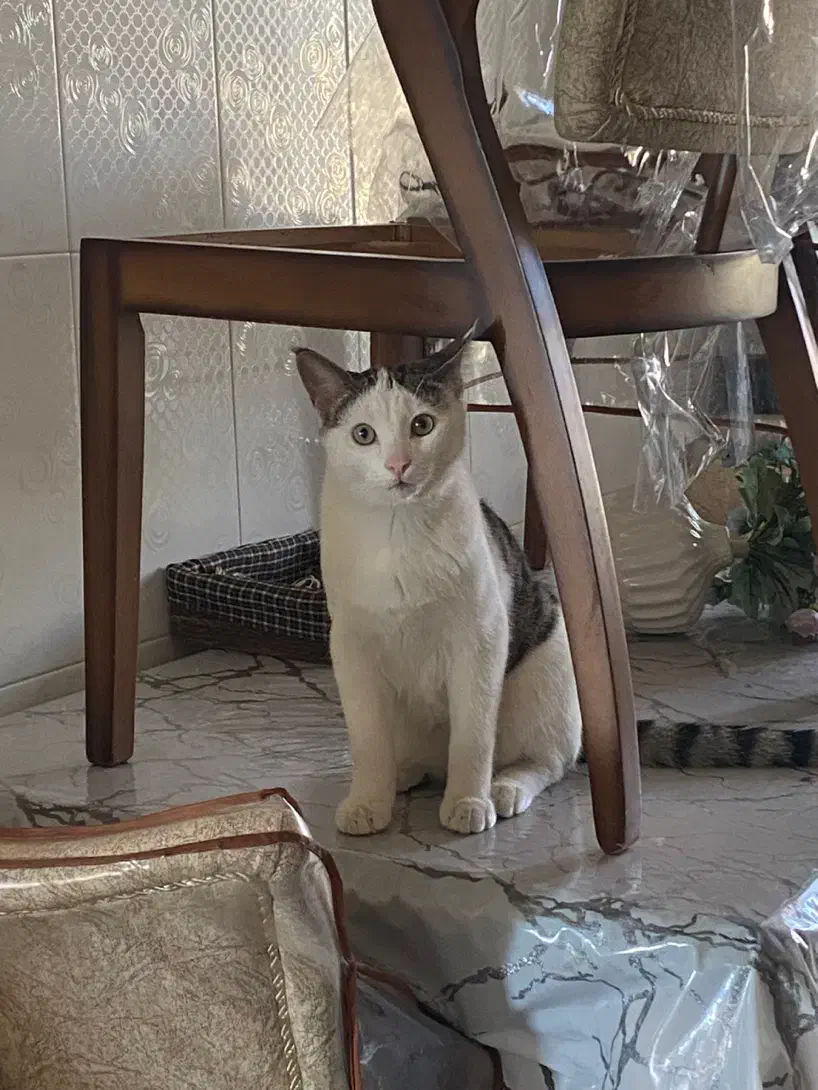 گمشده|حیوانات|بروجرد, |دیوار