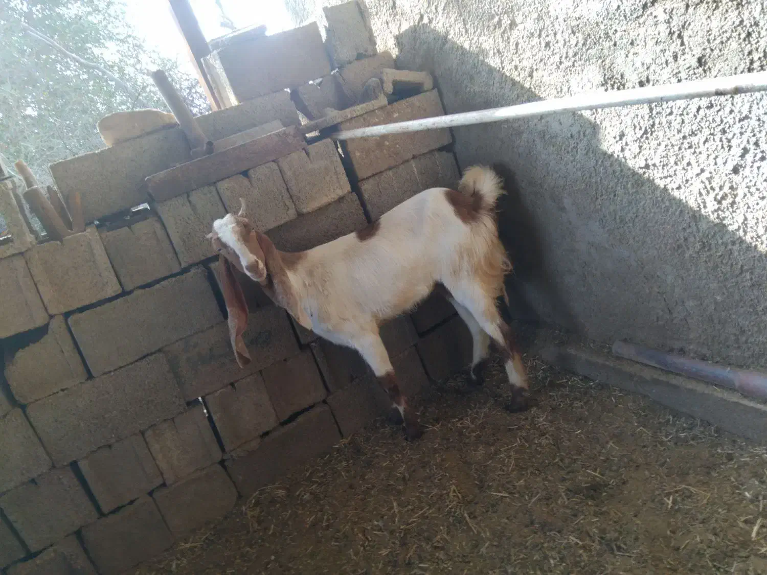 بز کهر|حیوانات مزرعه|دوگنبدان, |دیوار