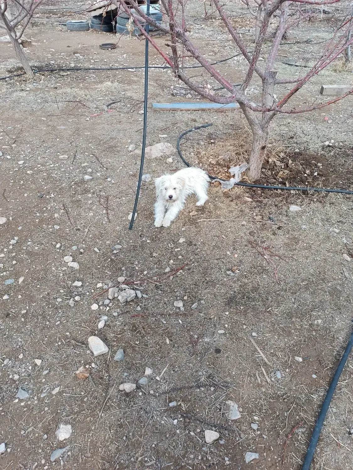 سگ پاکوتاه ۴ ماهه|سگ|جلفا, |دیوار