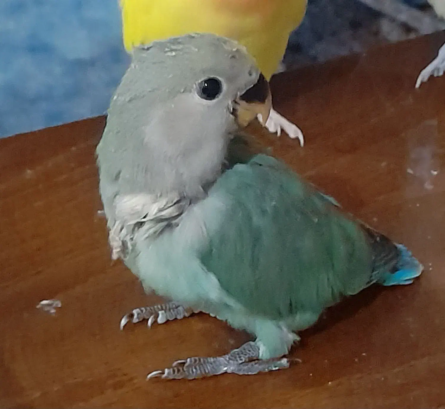 طوطی برزیلی|پرنده|تهران, باشگاه نفت|دیوار