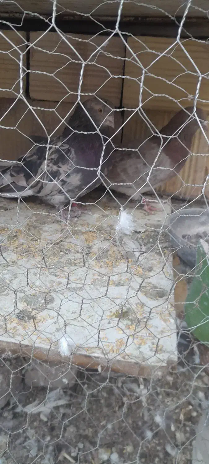 کفتر|پرنده|بم, |دیوار