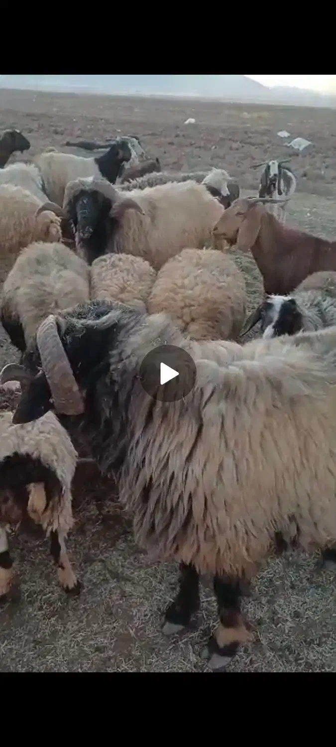 ۴۰ راس بز|حیوانات مزرعه|اقلید, |دیوار