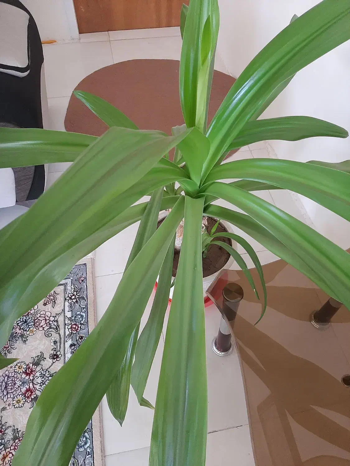 گل سوسن انکبوتی|گل و گیاه طبیعی|اقلید, |دیوار