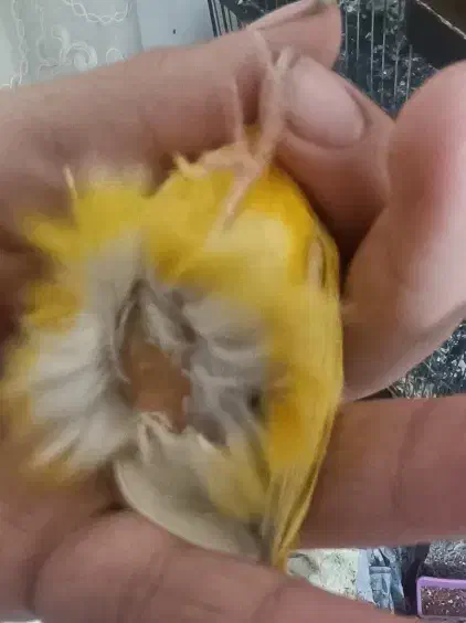 قناری ماده|پرنده|پاکدشت, پاکدشت (مامازند)|دیوار