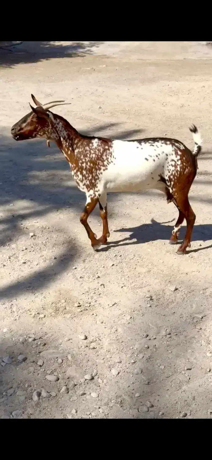 ثلاله قشنگ|حیوانات مزرعه|یزد, |دیوار