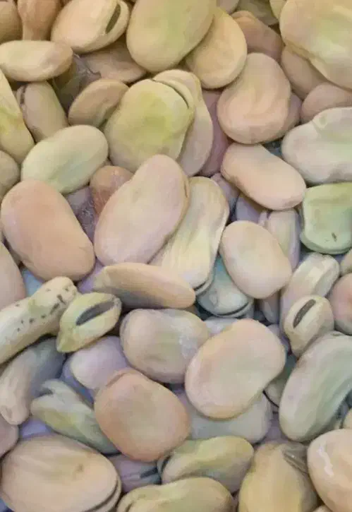 بذر باقالی|عمدهفروشی|سیلاخور, |دیوار