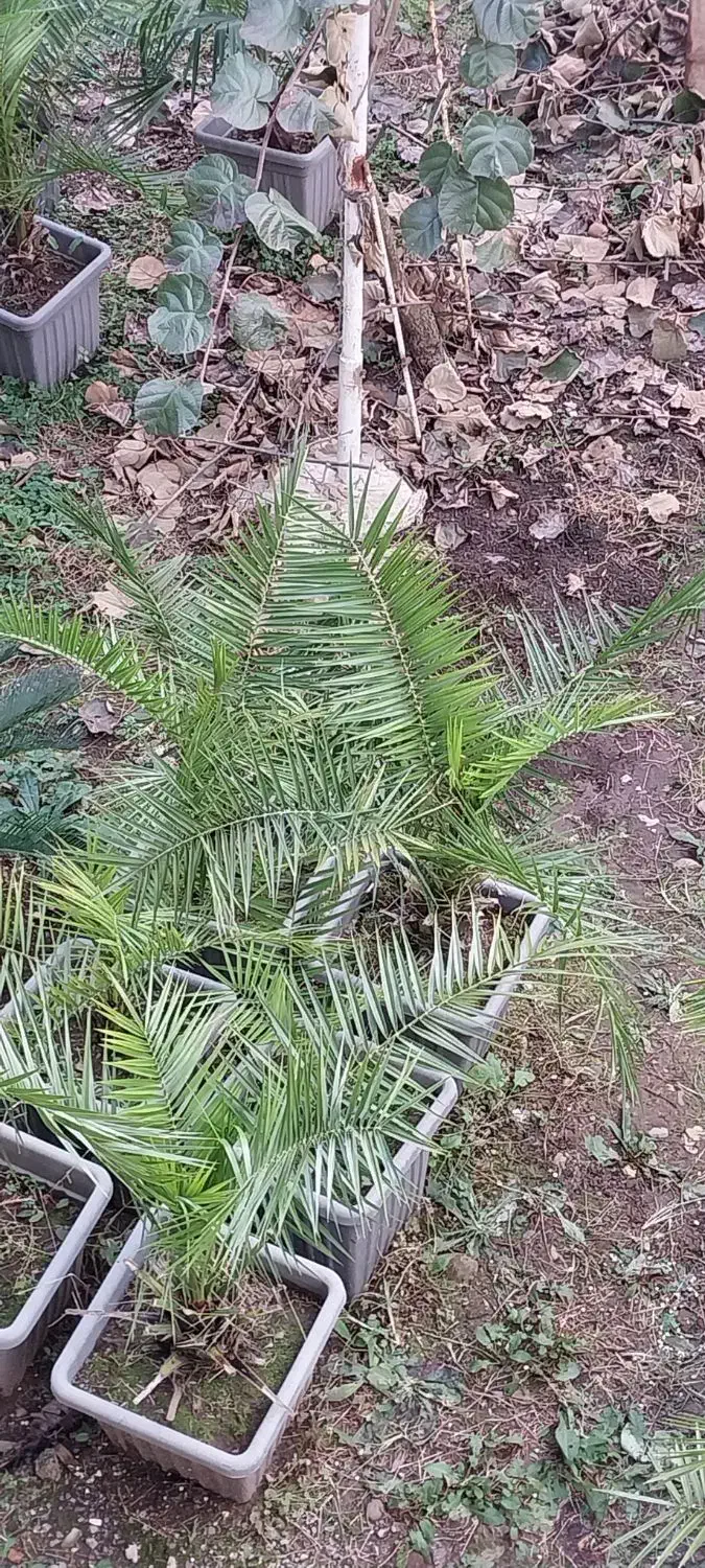 نخل فونیکس ،باباادم،یوکا،سیکاس،|عمده‌فروشی|چابکسر, |دیوار