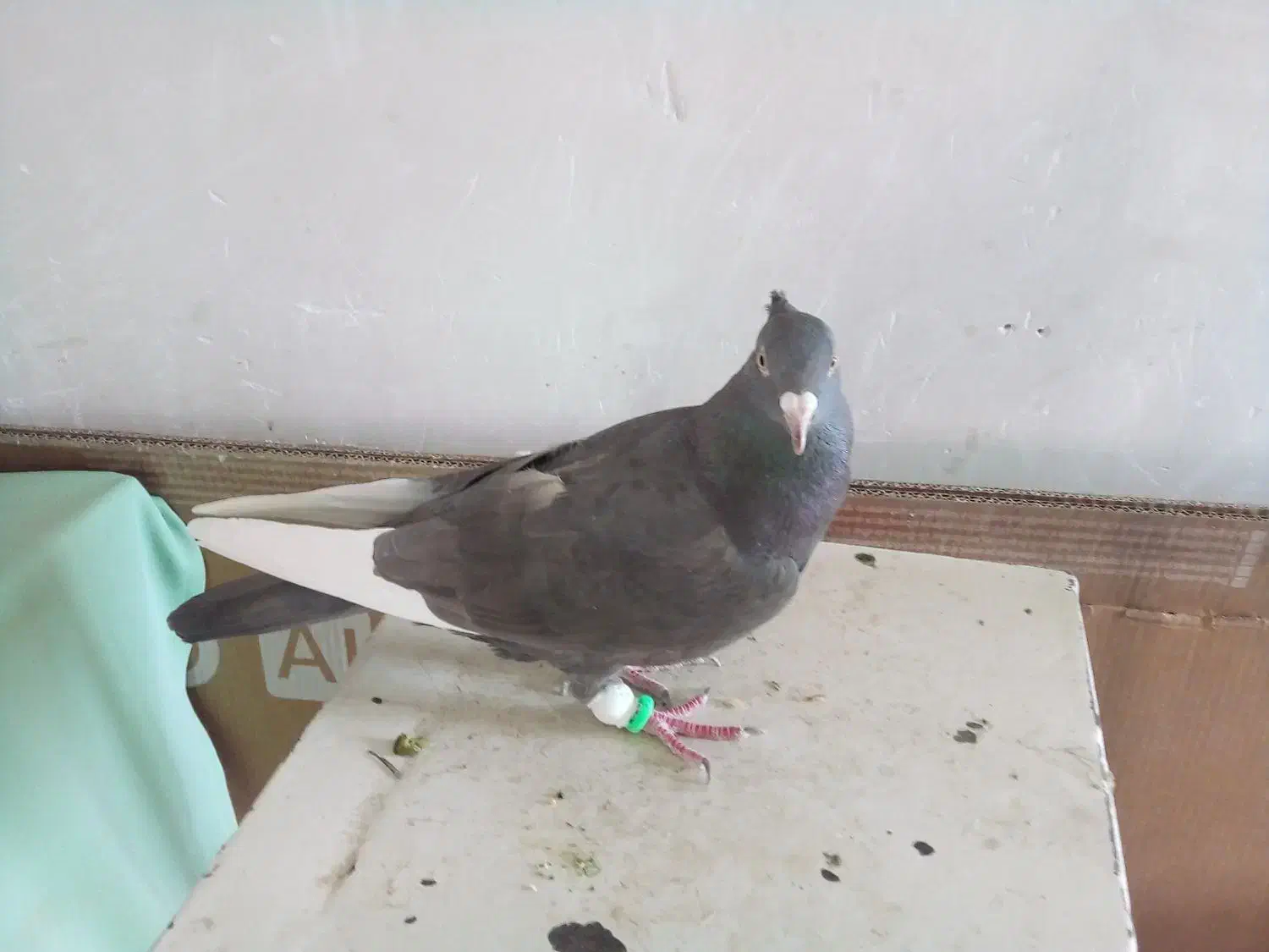 کبوتر سرکی قارا|پرنده|قزوین, |دیوار