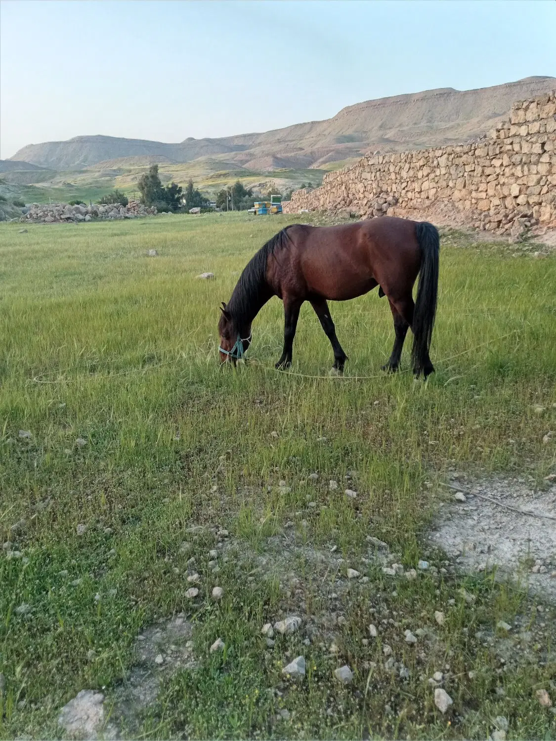 اسب|اسب و تجهیزات اسب‌سواری|مسجد سلیمان, |دیوار