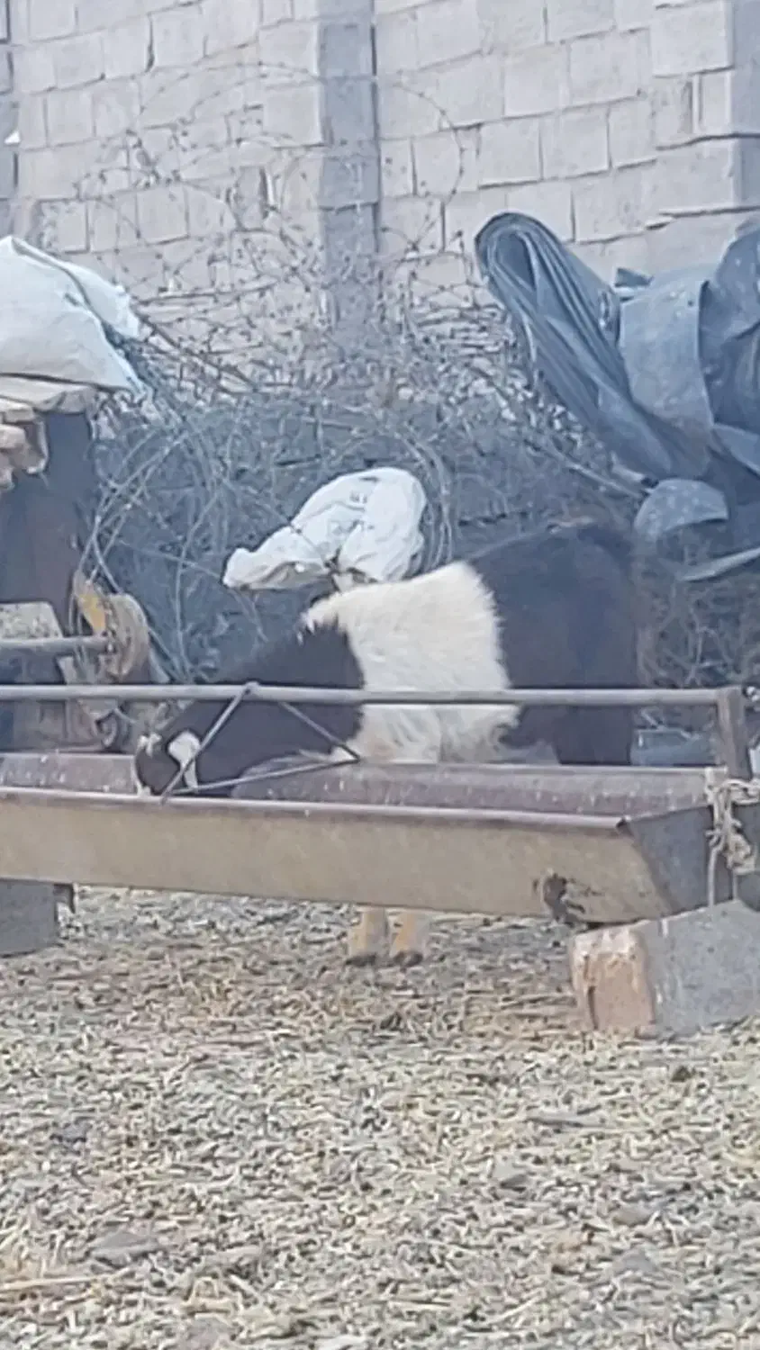 فروش ۲ عدد یک ساله آمریکای آوستن|حیوانات مزرعه|تایباد, |دیوار