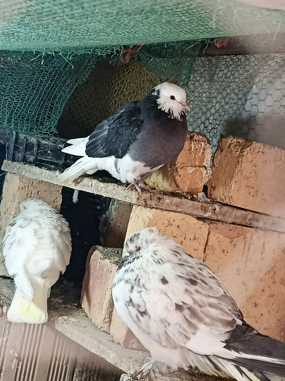 کفتر رفتنی|حیوانات|نوشین شهر, |دیوار